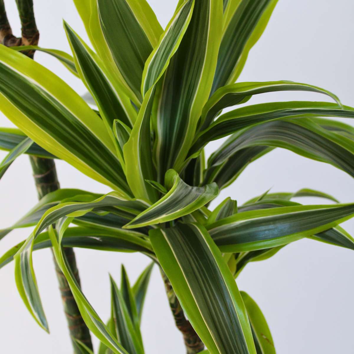 Dracaena fragrans Deremensis – Zitronenlimette