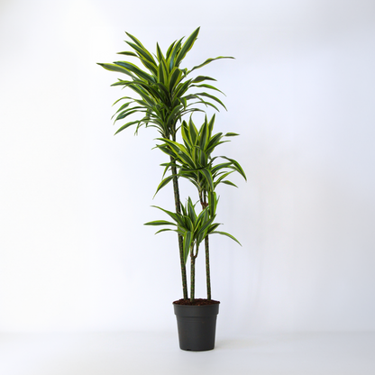 Dracaena fragrans Deremensis – Zitronenlimette