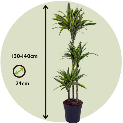 Dracaena fragrans Deremensis – Zitronenlimette