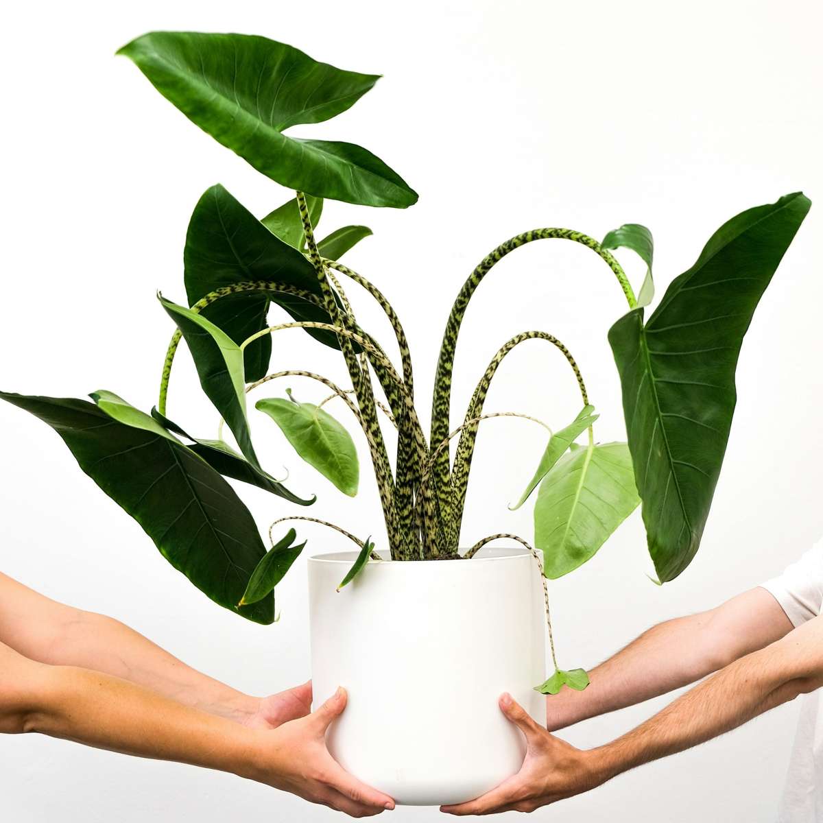 Alocasia 'Zebrina' - Elefantenohr