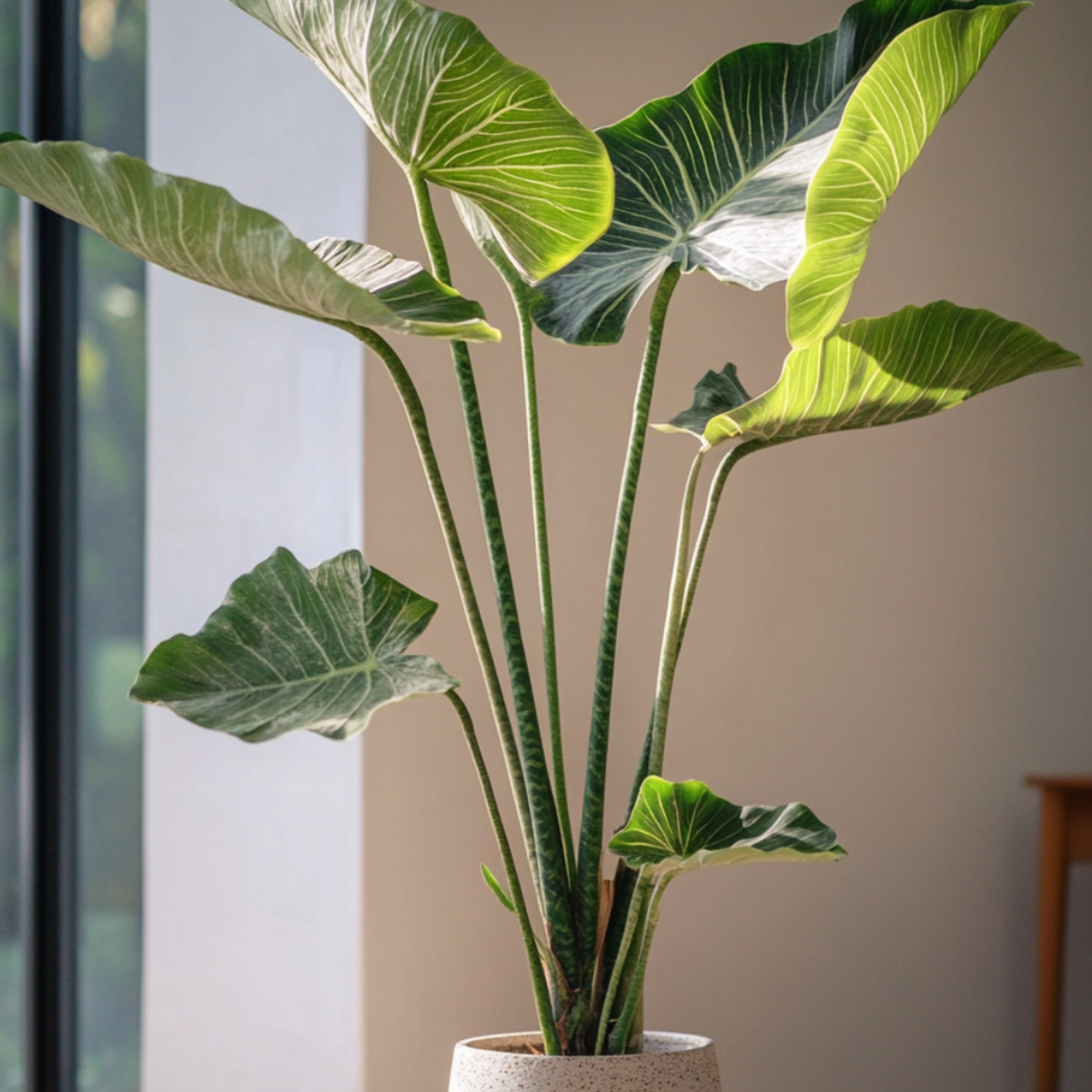 Alocasia 'Zebrina' - Elefantenohr