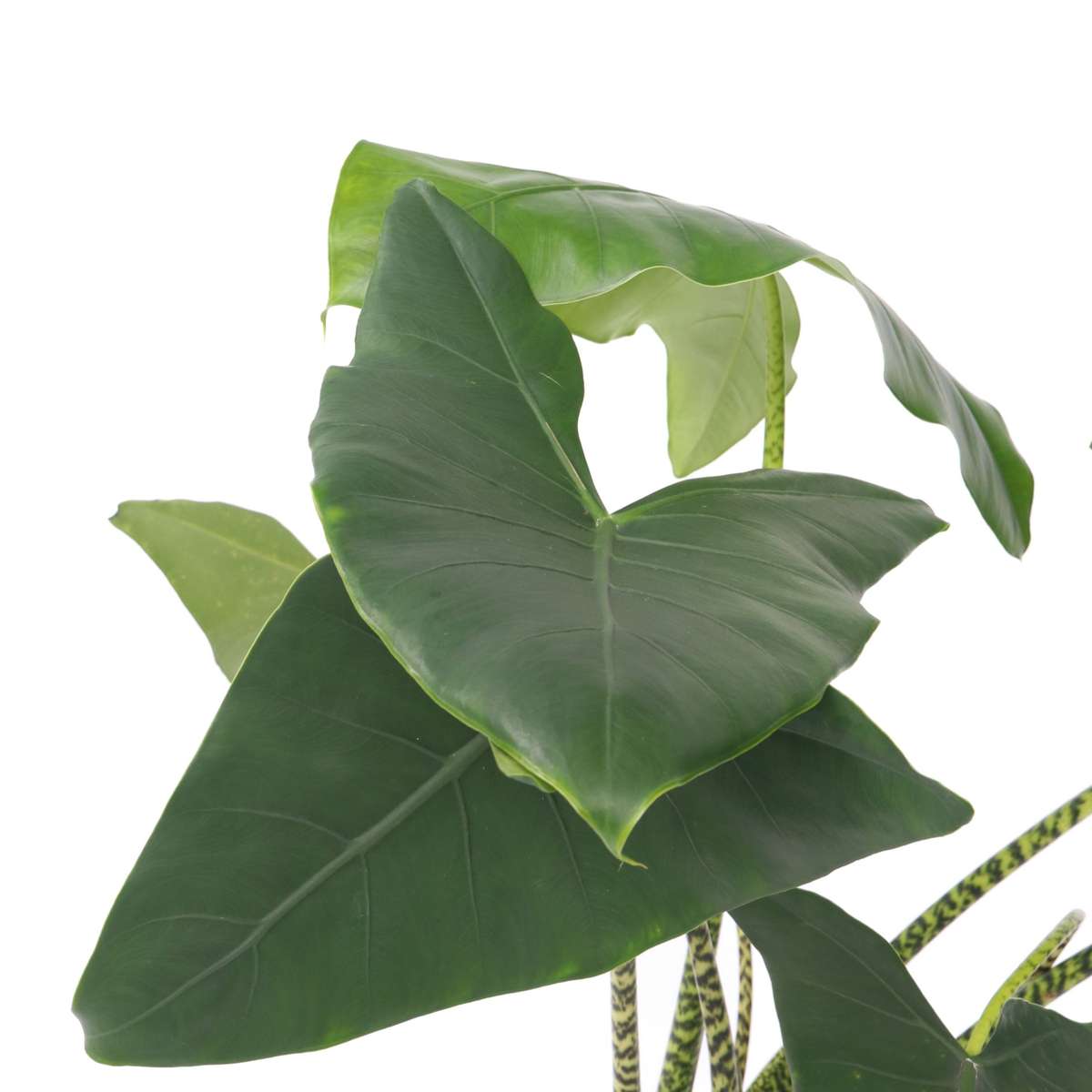 Alocasia 'Zebrina' - Elefantenohr