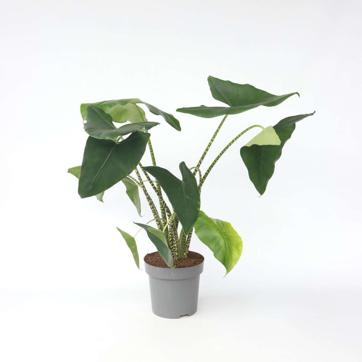 Alocasia 'Zebrina' - Elefantenohr