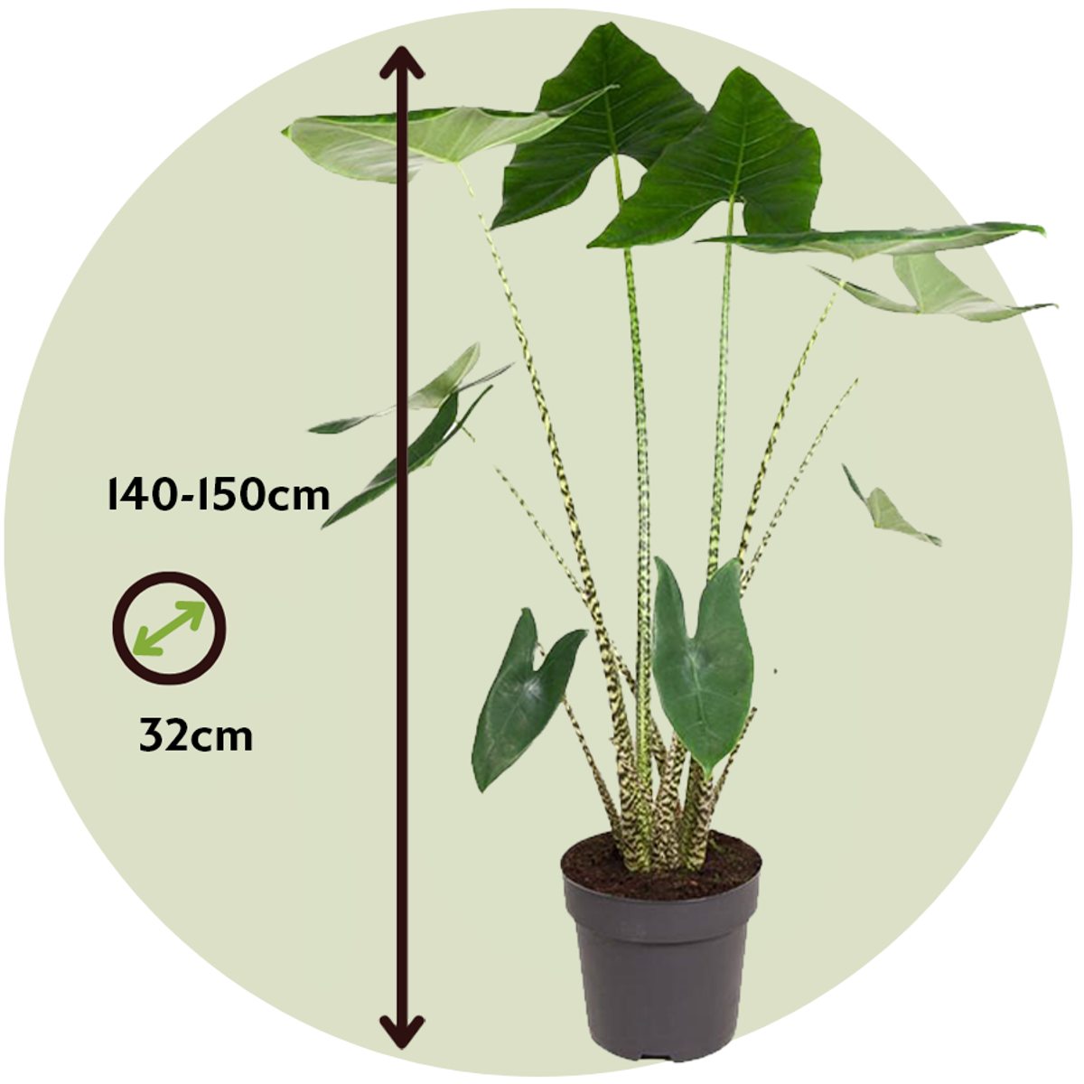 Alocasia 'Zebrina' - Elefantenohr