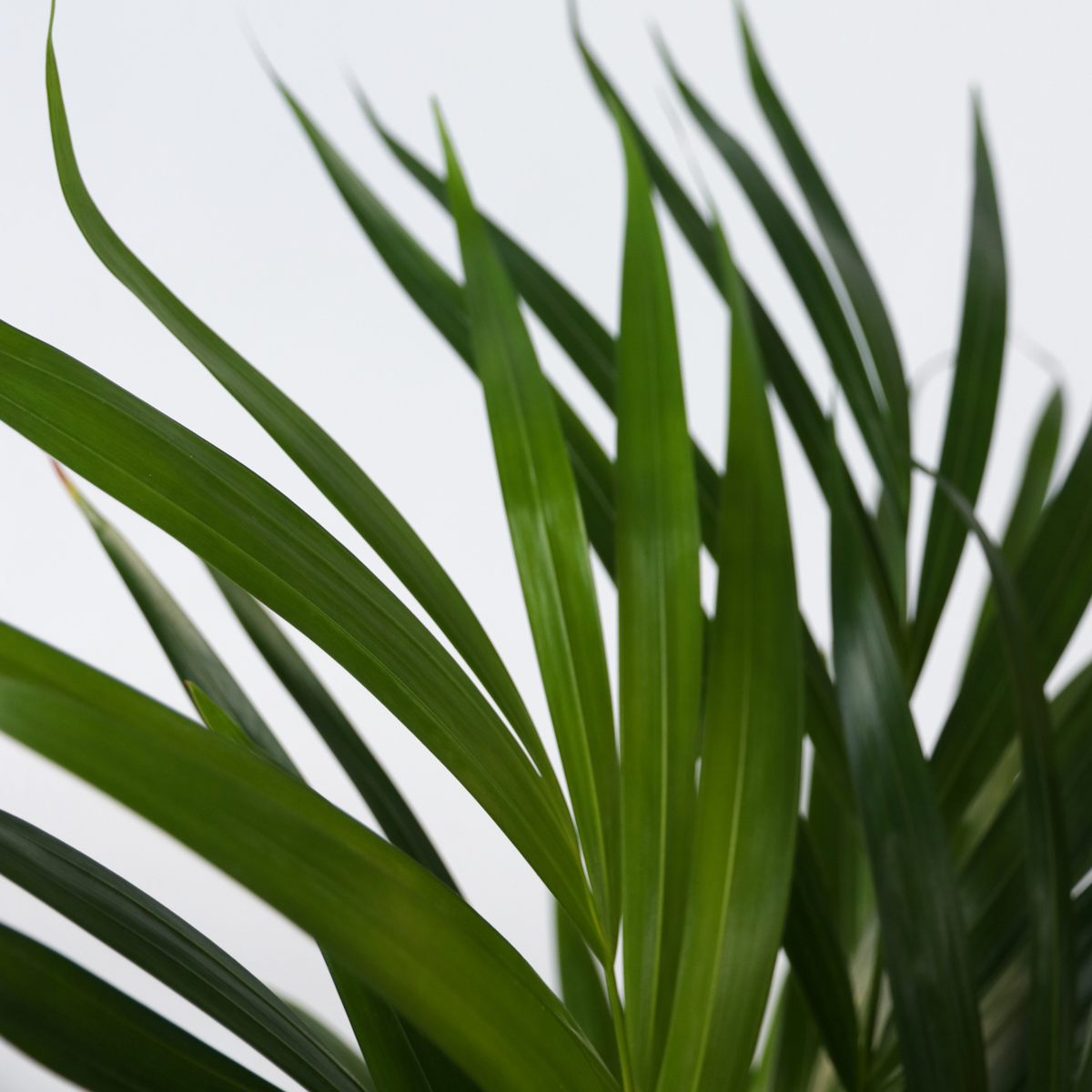 Beaucarnea recurvata - Elefantenfuß