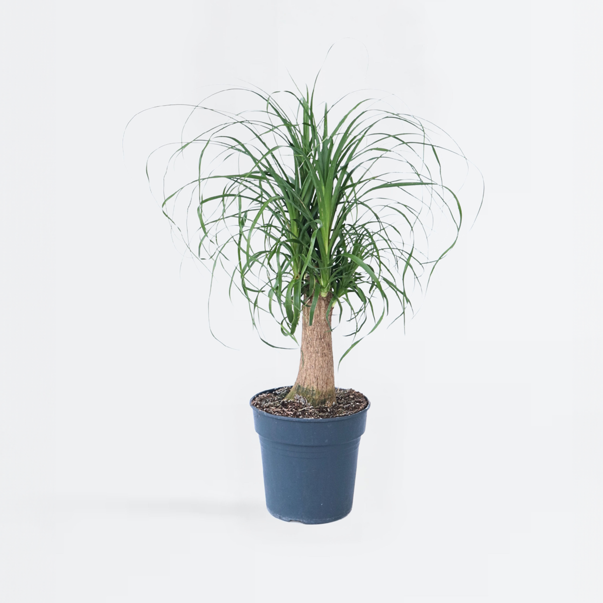 Beaucarnea recurvata - Elefantenfuß