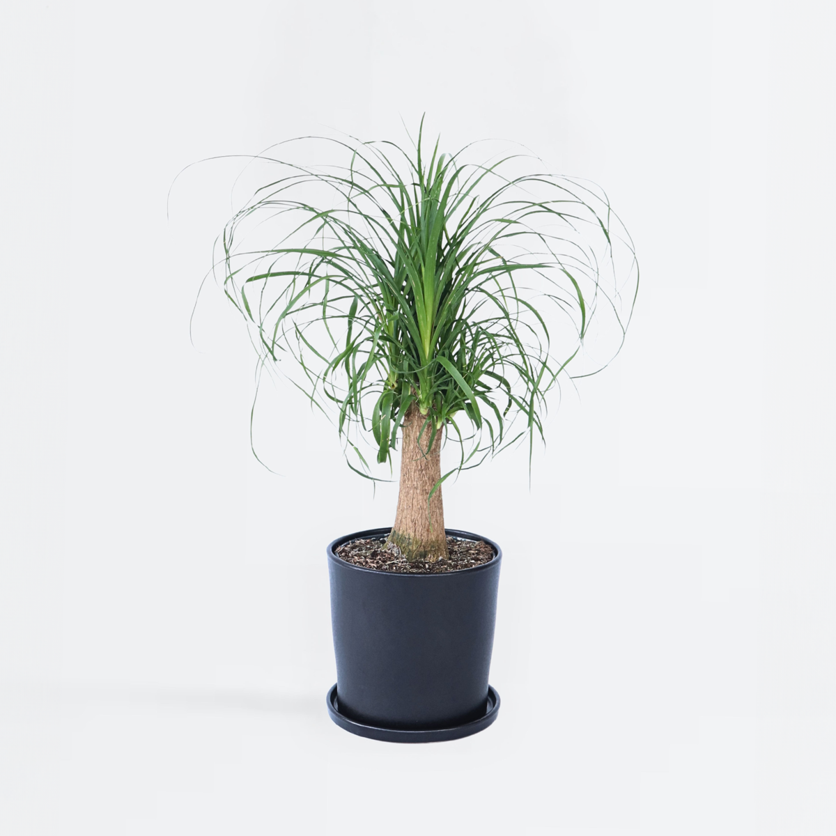 Beaucarnea recurvata - Elefantenfuß