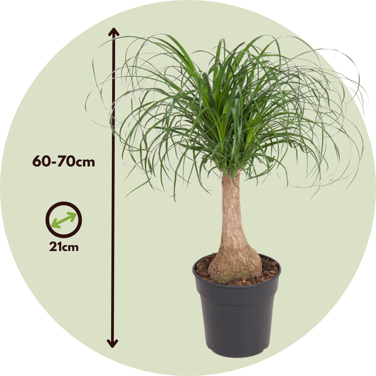 Beaucarnea recurvata - Elefantenfuß