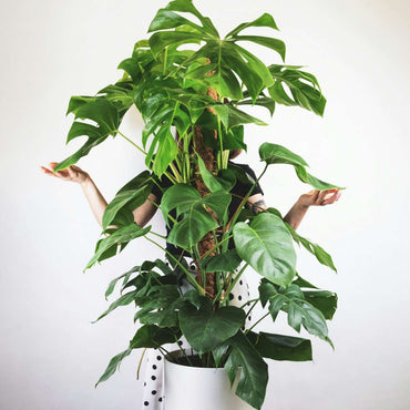Monstera Deliciosa - Lochpflanze