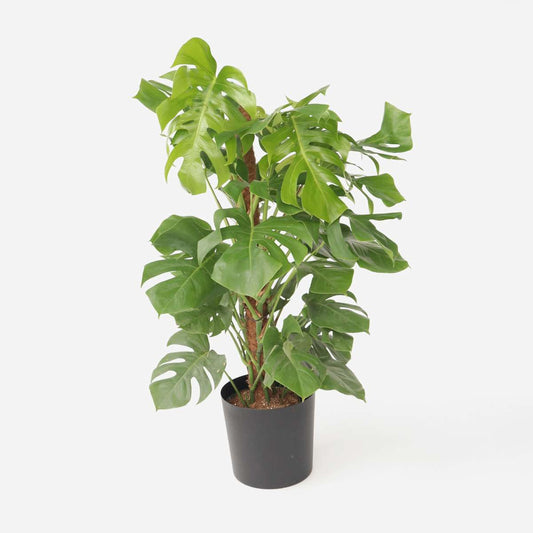 Monstera Deliciosa - Lochpflanze