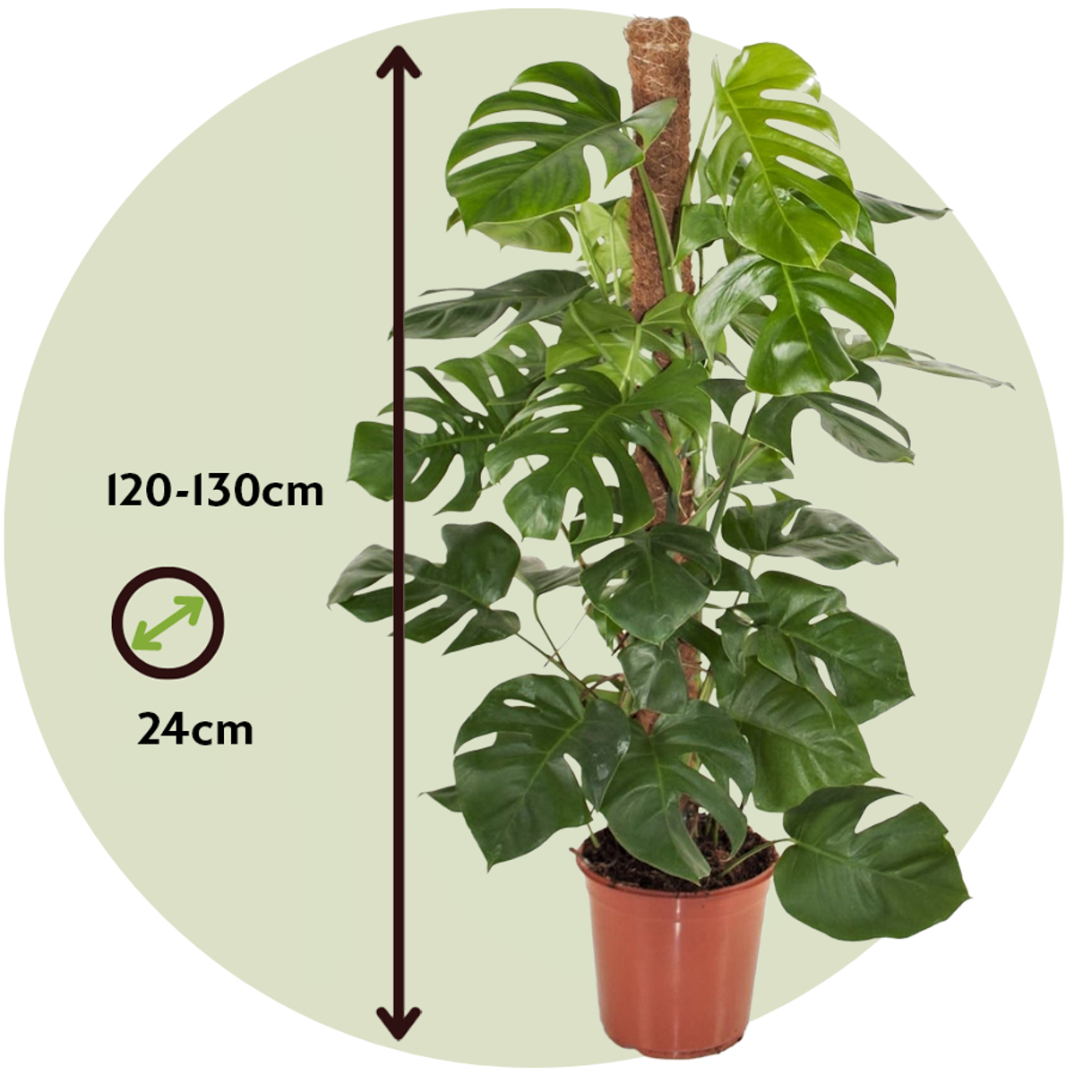 Monstera Deliciosa - Lochpflanze