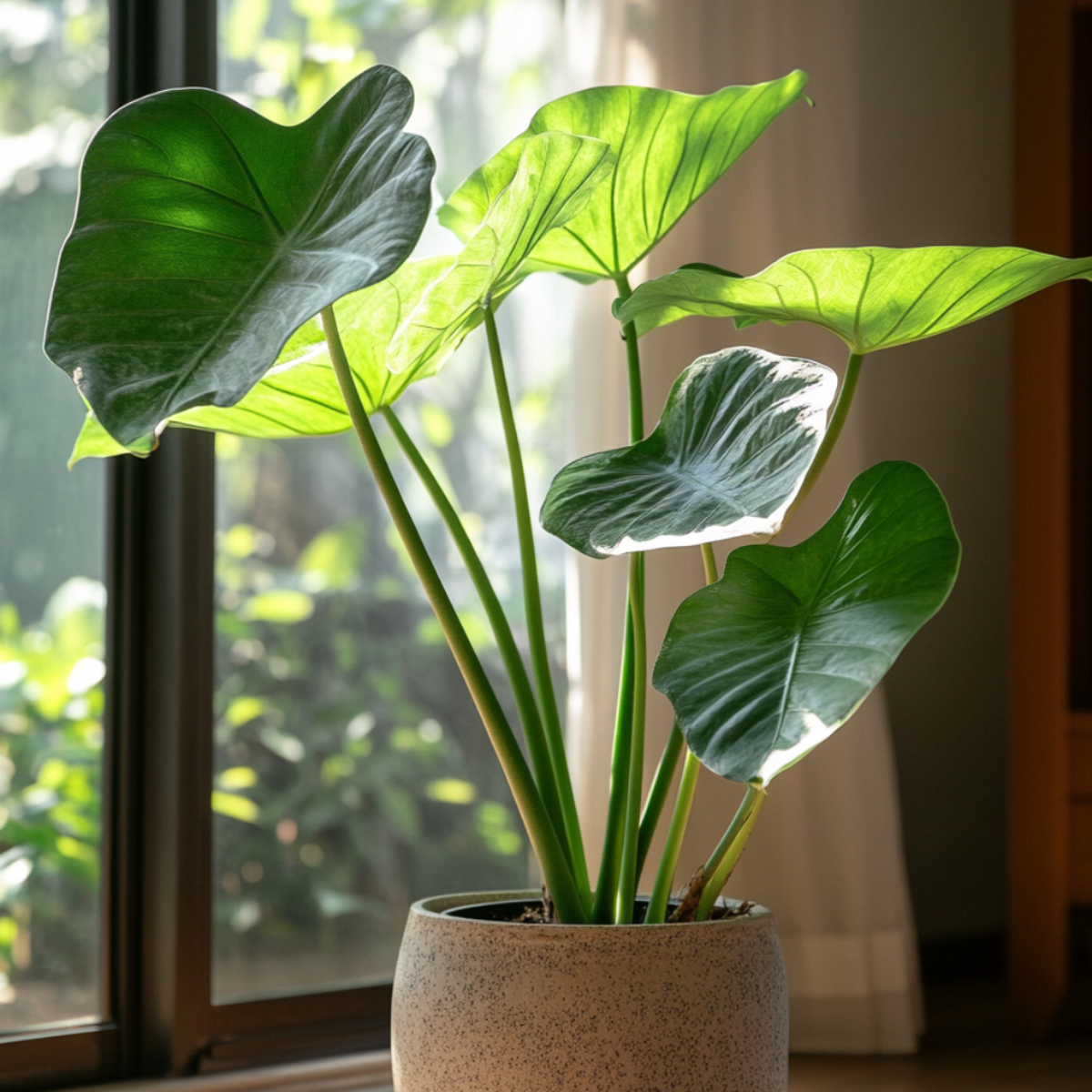 Alocasia 'Portodora' - Elefantenohr