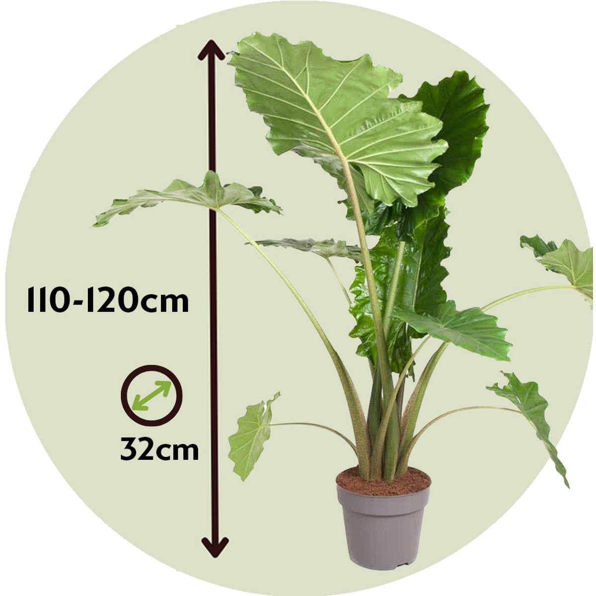 Alocasia 'Portodora' - Elefantenohr