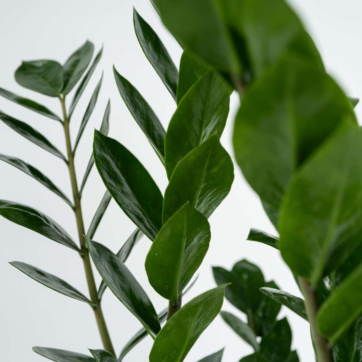 Zamioculcas Smaragd