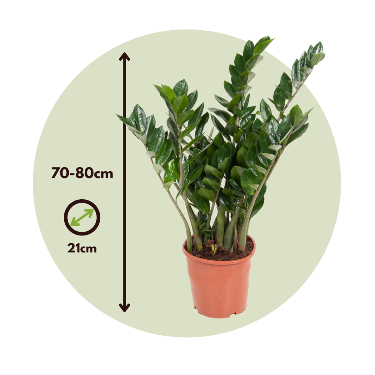 Zamioculcas Smaragd