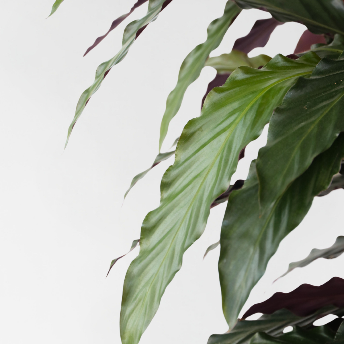 Calathea 'Wavestar' XL - Pfauenpflanze