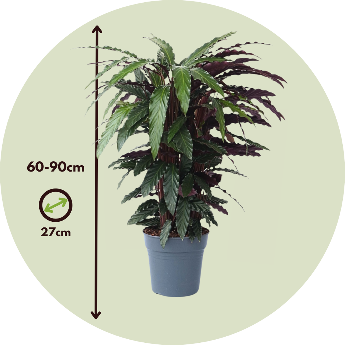 Calathea 'Wavestar' XL - Pfauenpflanze