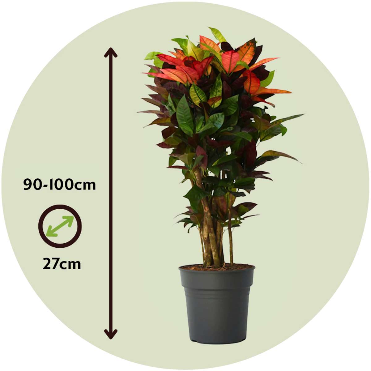 Codiaeum variegatum 'Mrs. Iceton' - Croton