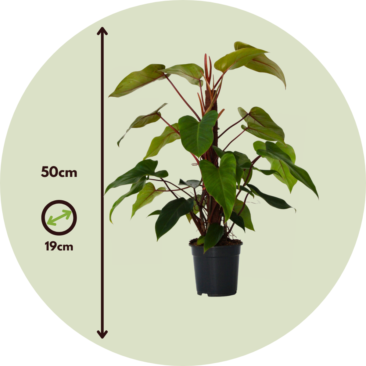 Philodendron 'Imperial Red'