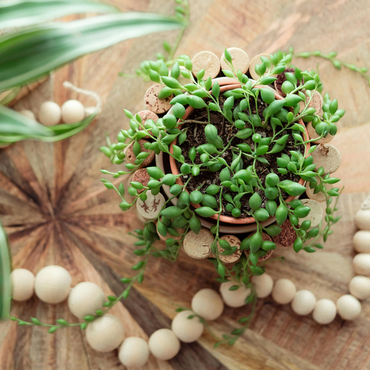 Senecio Rowleyanus 'Erwtenplant'