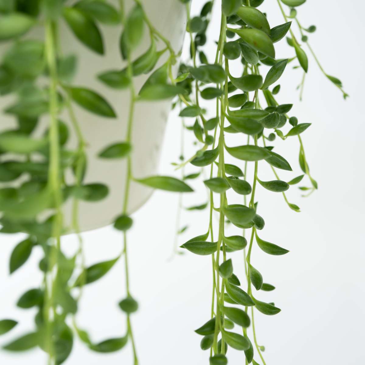 Senecio Rowleyanus 'Erwtenplant'