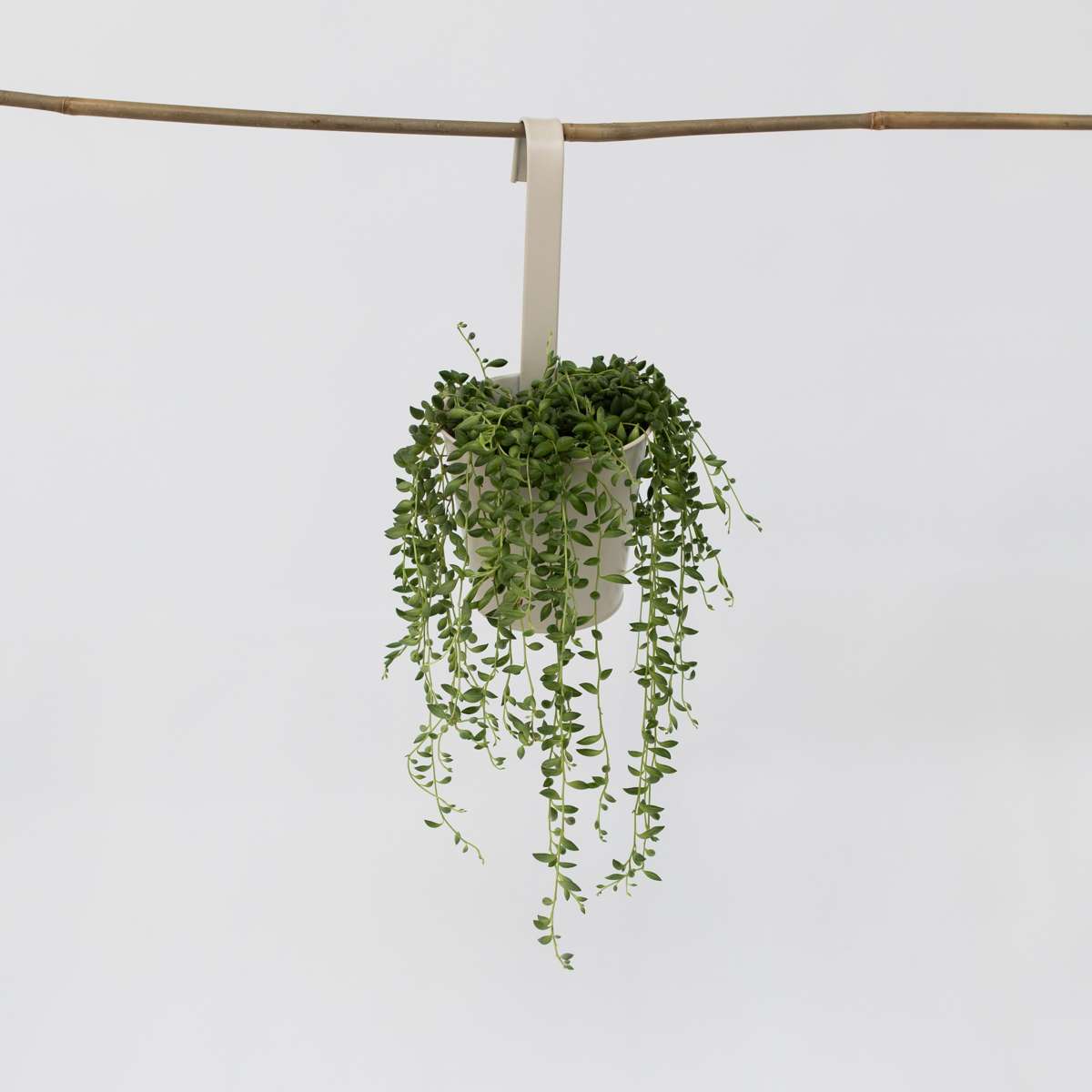 Senecio Rowleyanus 'Erwtenplant'
