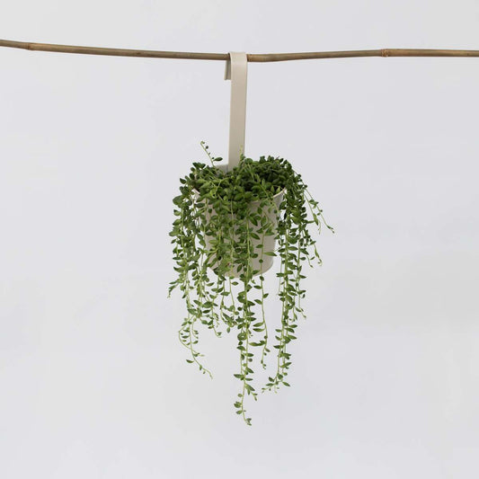 Senecio Rowleyanus 'Erwtenplant'