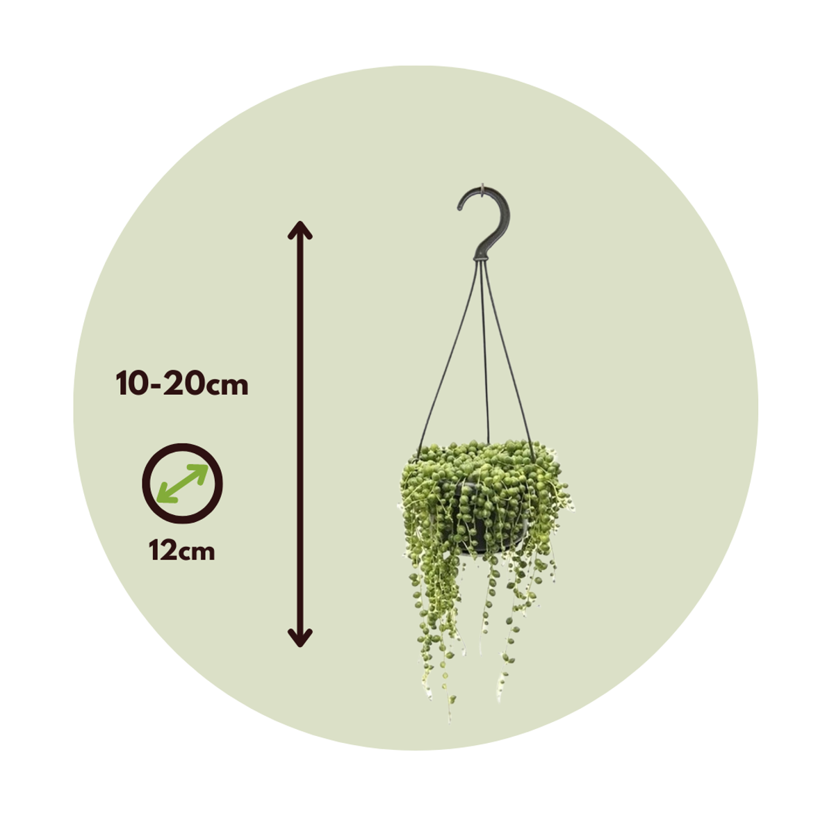Senecio Rowleyanus 'Erbsenpflanze' - 2er-Set