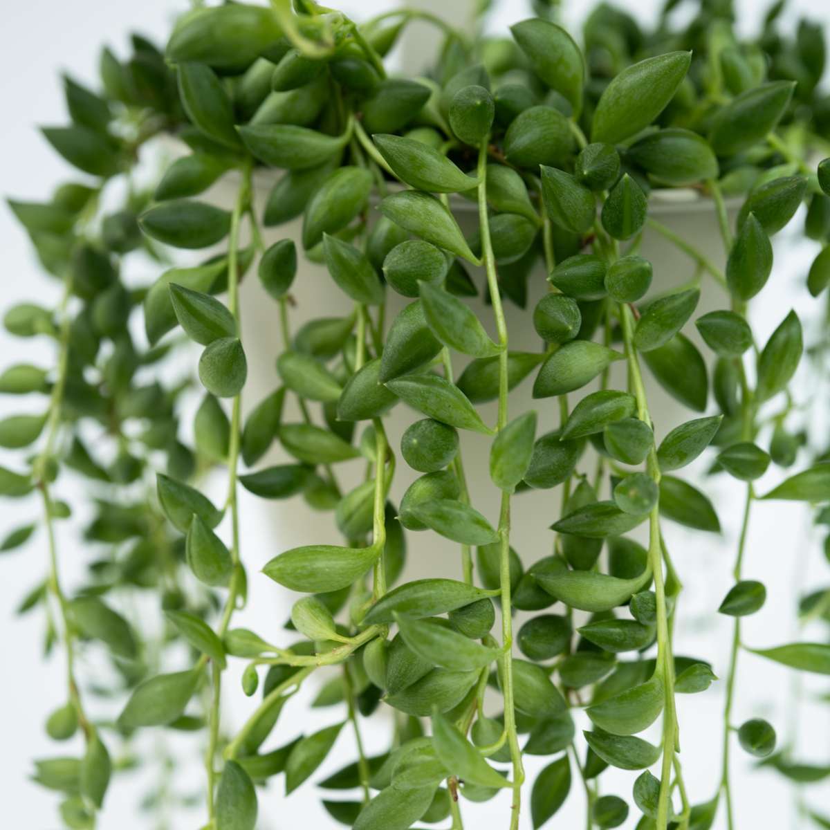 Senecio Rowleyanus 'Erbsenpflanze' - 2er-Set