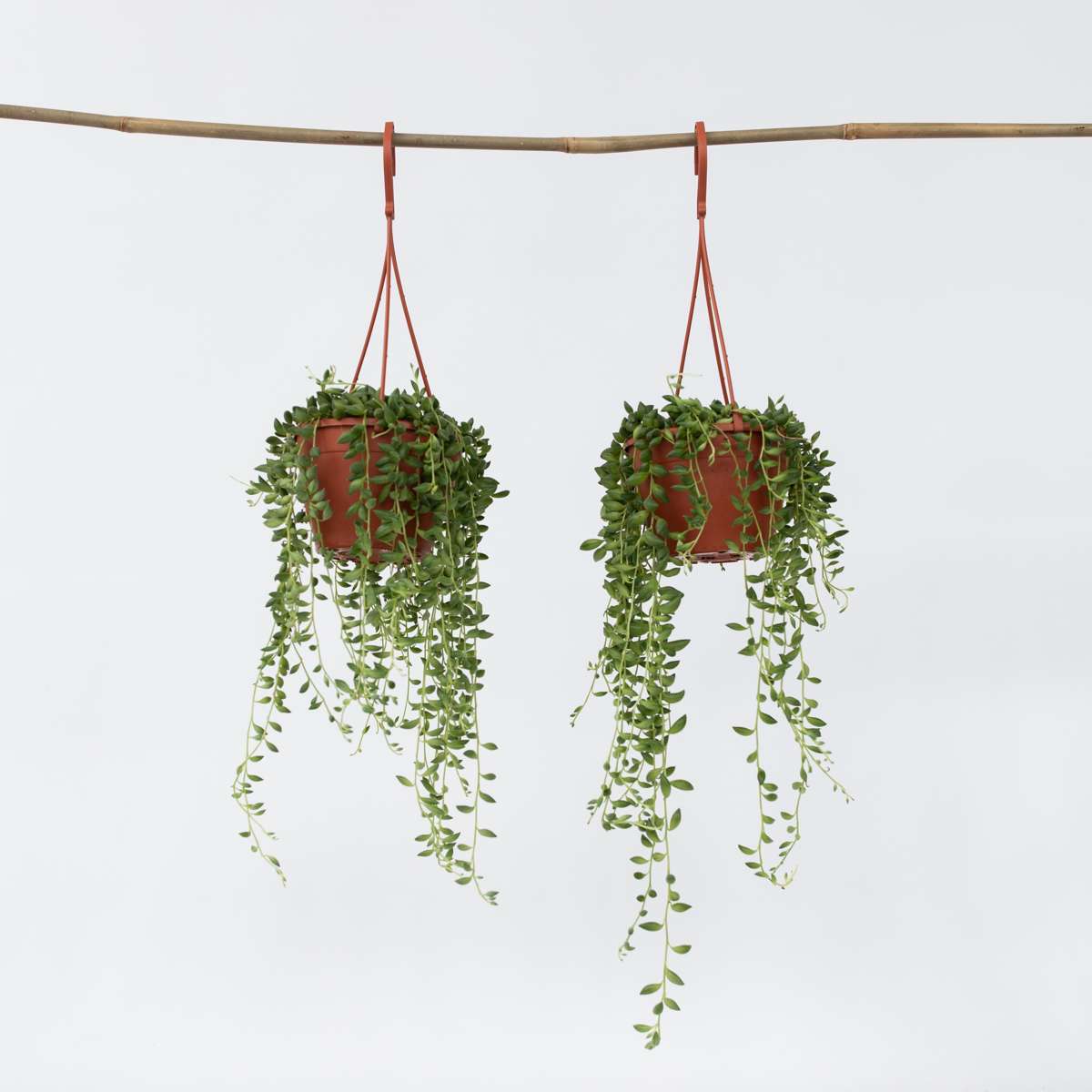Senecio Rowleyanus 'Erbsenpflanze' - 2er-Set