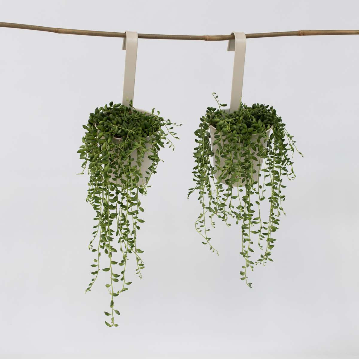 Senecio Rowleyanus 'Erbsenpflanze' - 2er-Set