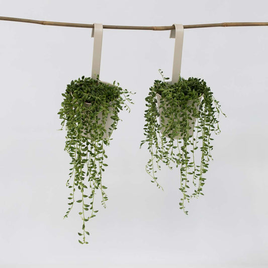 Senecio Rowleyanus 'Erbsenpflanze' - 2er-Set