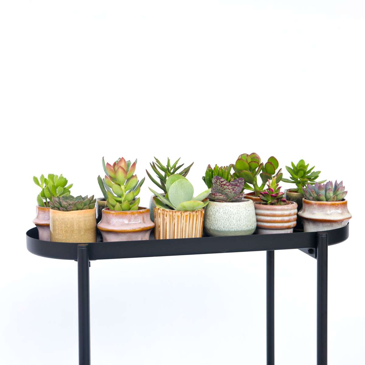 Mini-vetplanten - Mix van 12