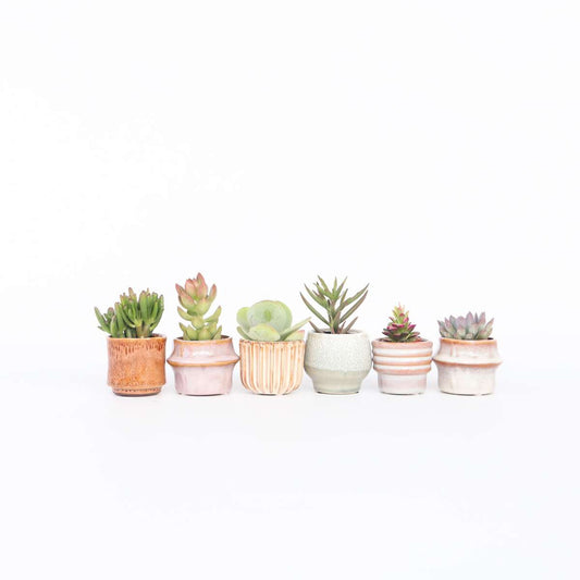 Mini-Sukkulenten - Mix aus 6 Stück