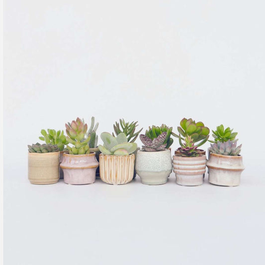 Mini-vetplanten - Mix van 12