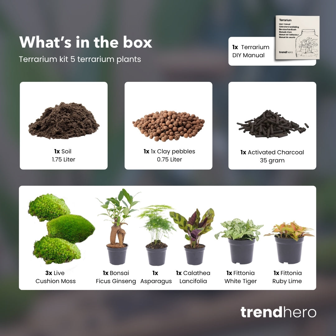 5 Terrarienpflanzen – Nachfüll- und Starterset für Terrarien – 5 Terrarienpflanzen – zum Selbermachen