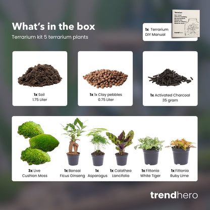 5 Terrarienpflanzen – Nachfüll- und Starterset für Terrarien – 5 Terrarienpflanzen – zum Selbermachen