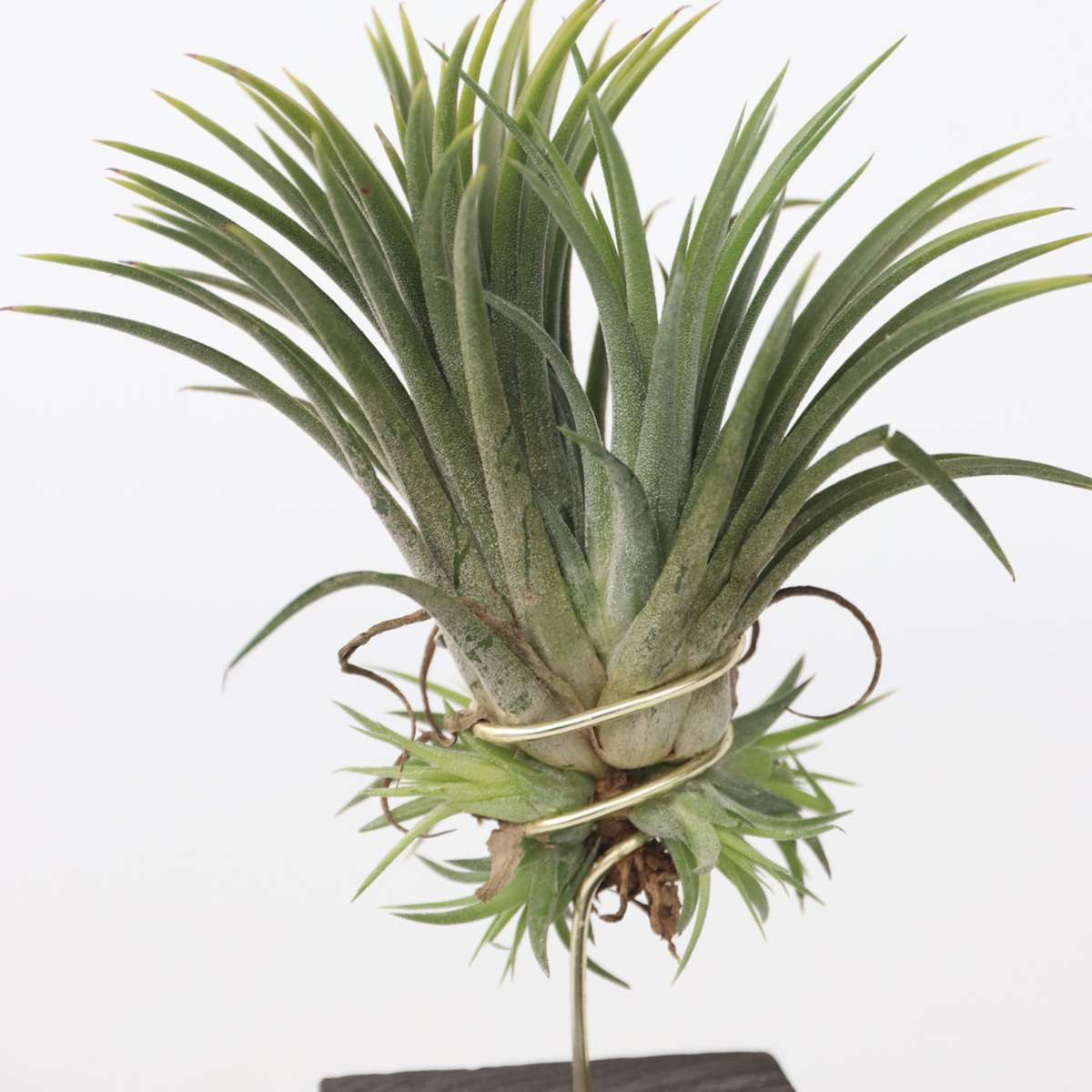 Tillandsia „Burnt Wood Trio“ – 3er-Set – Luftpflanzen