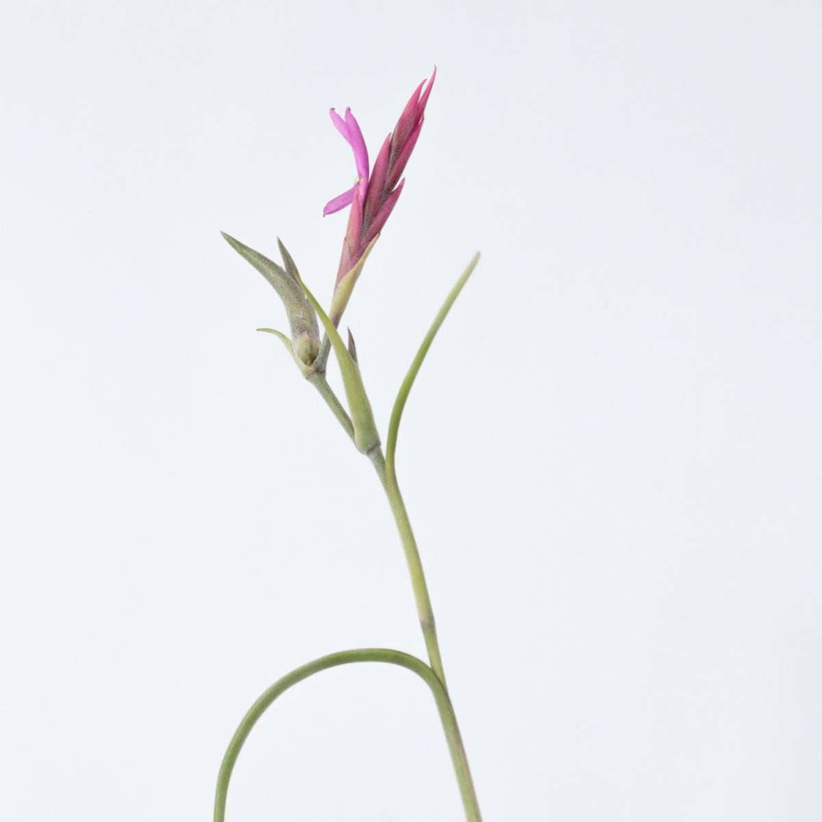 Tillandsia „Burnt Wood Trio“ – 3er-Set – Luftpflanzen