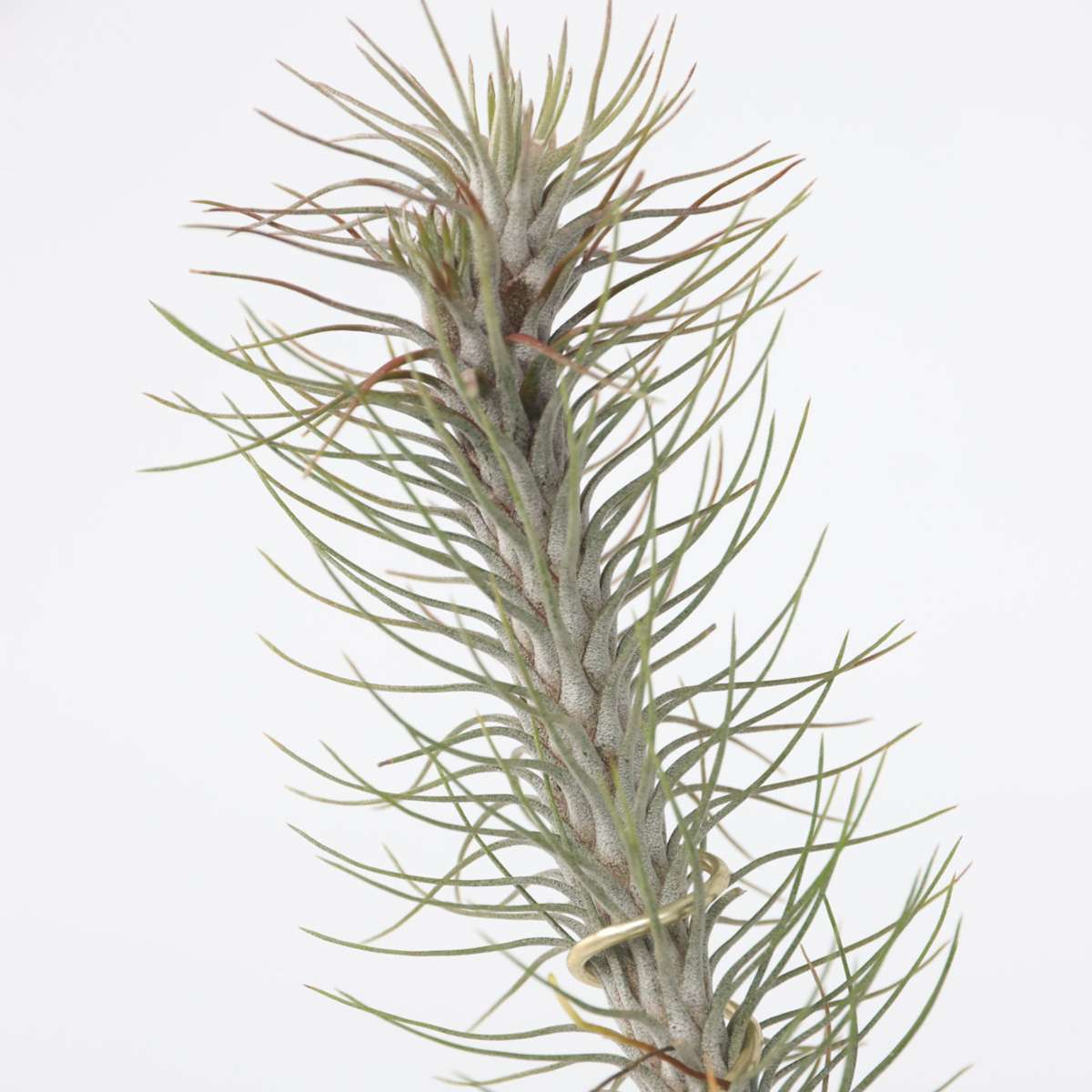 Tillandsia „Burnt Wood Trio“ – 3er-Set – Luftpflanzen