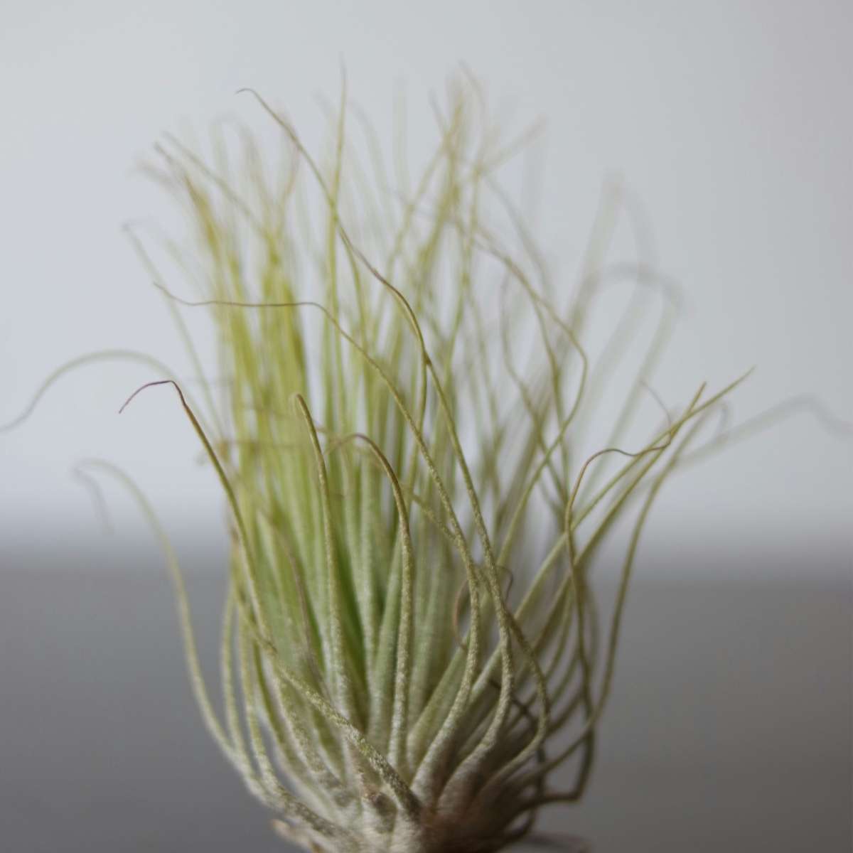 Tillandsia „Burnt Wood Trio“ – 3er-Set – Luftpflanzen