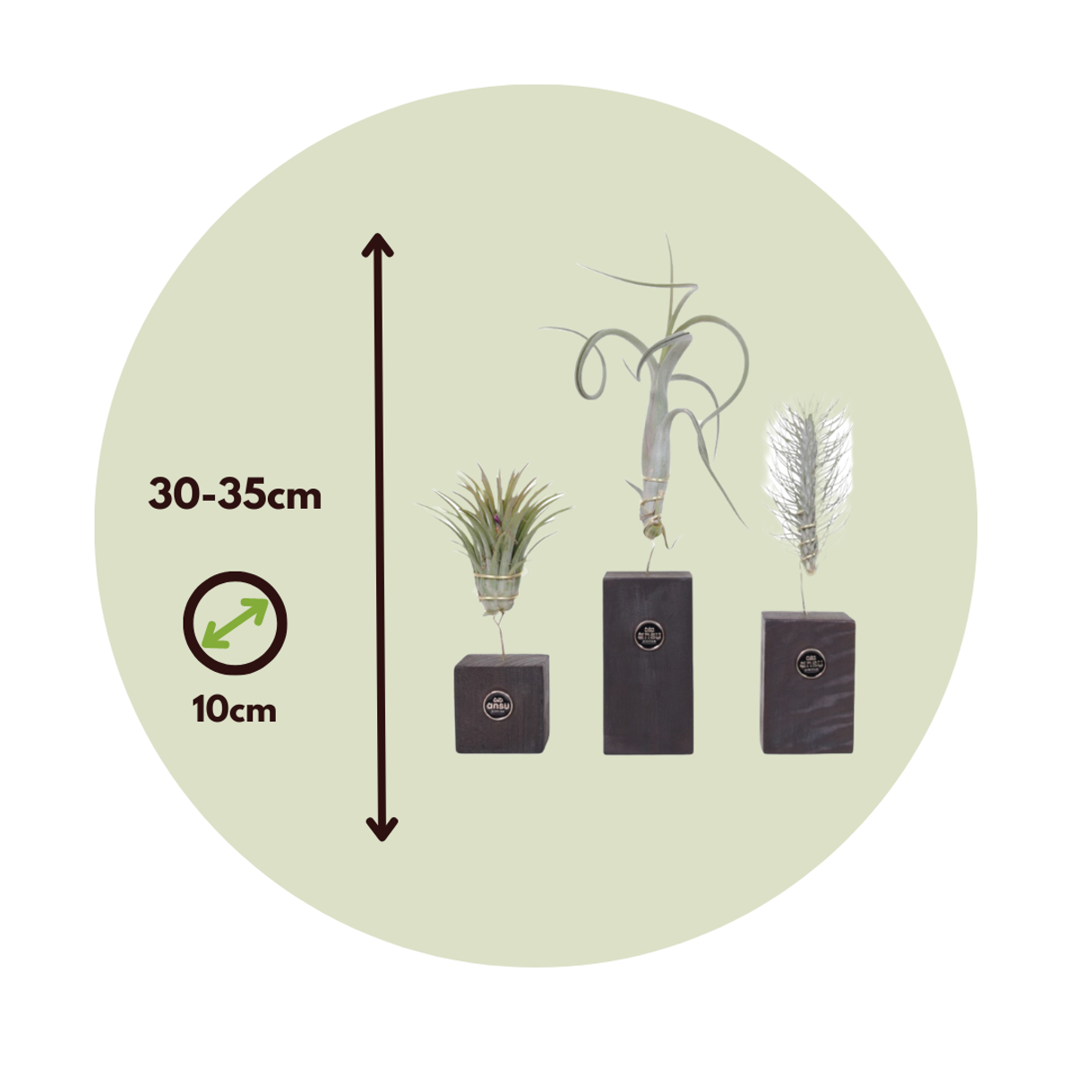 Tillandsia „Burnt Wood Trio“ – 3er-Set – Luftpflanzen
