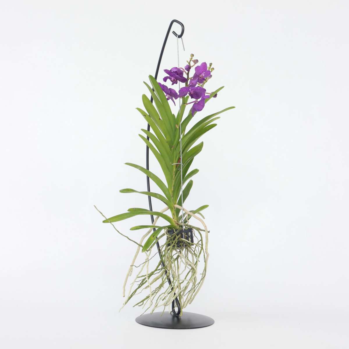 Vanda mit Ständer - Blau
