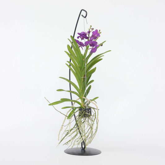 Vanda mit Ständer - Blau
