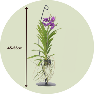 Vanda mit Ständer - Blau