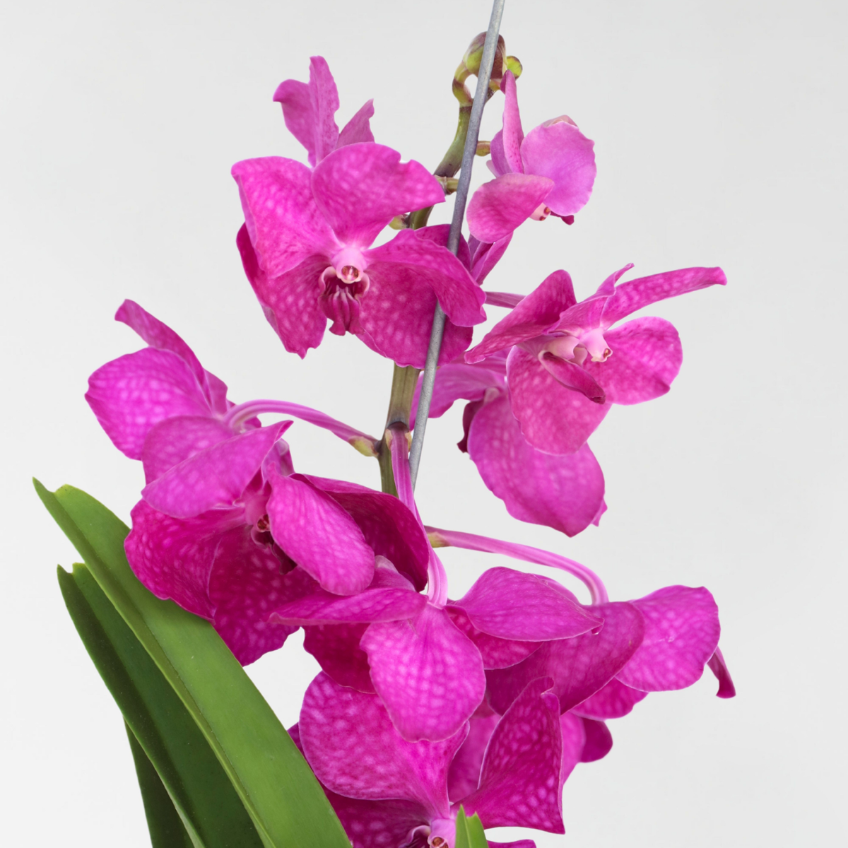 Vanda-Orchidee 'Tayanee Cerise' - Cremeweiß