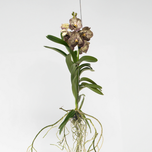 Vanda 'Ocelot Mocha' - Orchidee - Lila