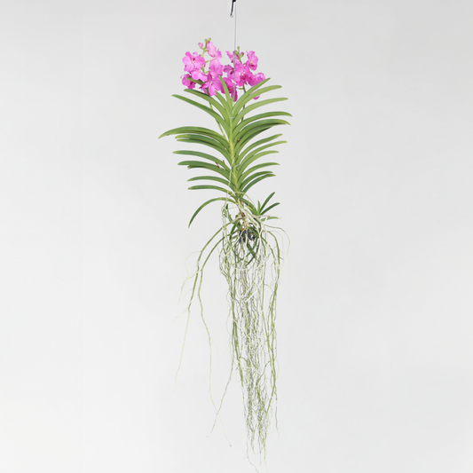 Vanda Magic XXL - Roze
