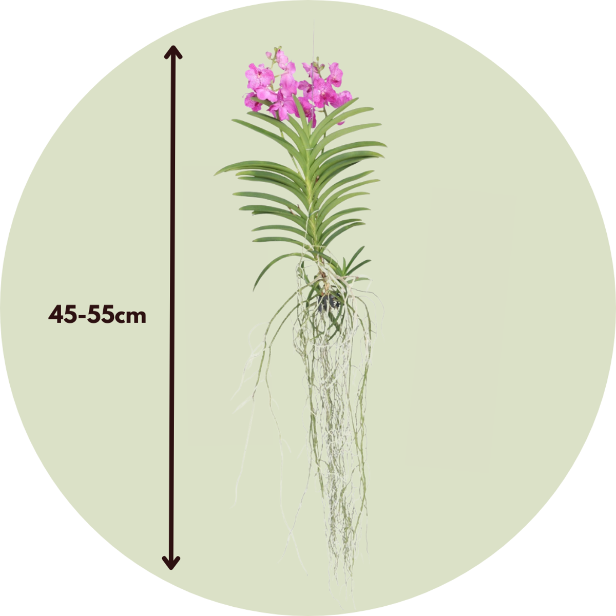 Vanda Magic XXL - Roze