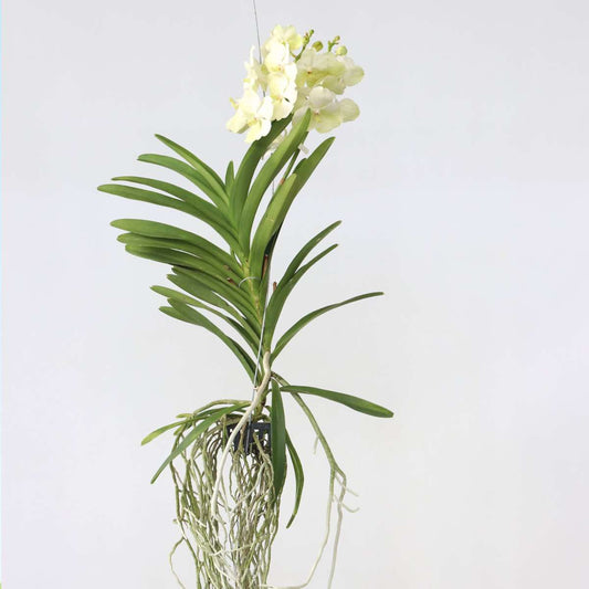 Vanda 'Tayanee White' - Weiß